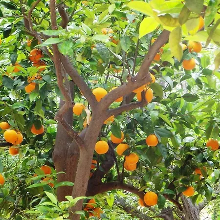 Antica Frühstückspension 4*