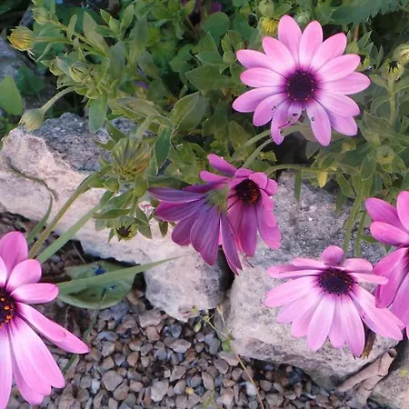 Antica Bed & Breakfast 4*